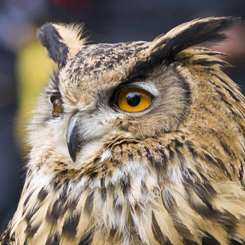 Owl Adventures, Company Photograph